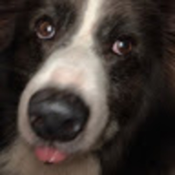 Meet your Posher, Nicole - Picture 1 of 1